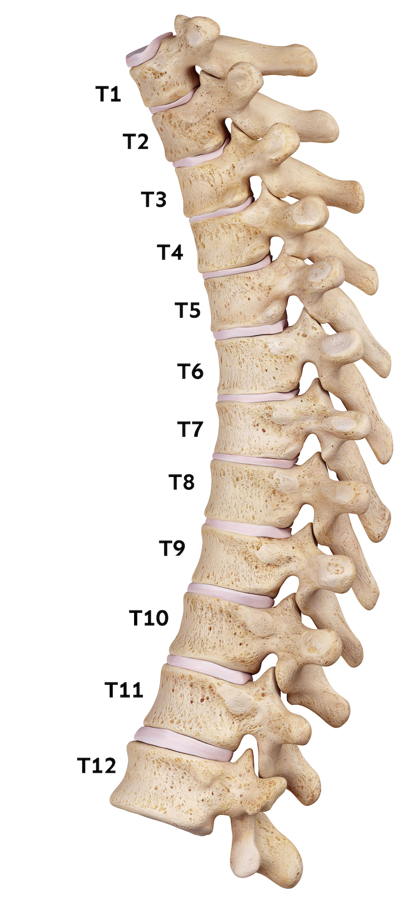 Spine Simulator | Adjusted ATX